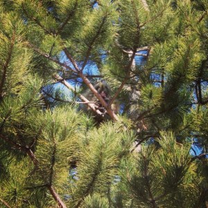Porcupine face!