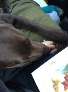 Mack sleeping on my hand in the car :)