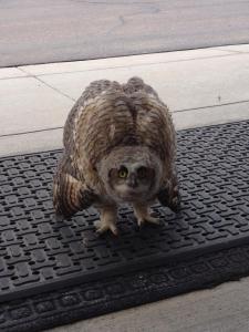 Our sweet little owl friend just marched right up to our front doors at work and hung out.